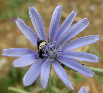 Flor de la achicoria silvestre (Cichorium intybus)
