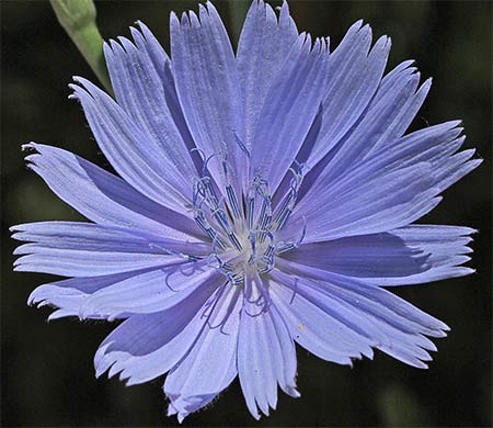 Flor de la achicoria silvestre (Cichorium intybus)