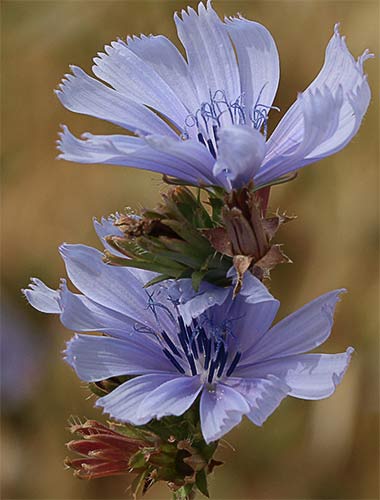Achicoria silvestre (Cichorium intybus)