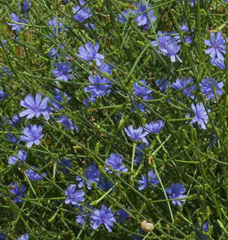 Mata de la Achicoria silvestre (Cichorium intubus)