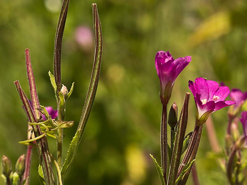 Capullo de adelfilla pelosa. Epilobium hirsutum 