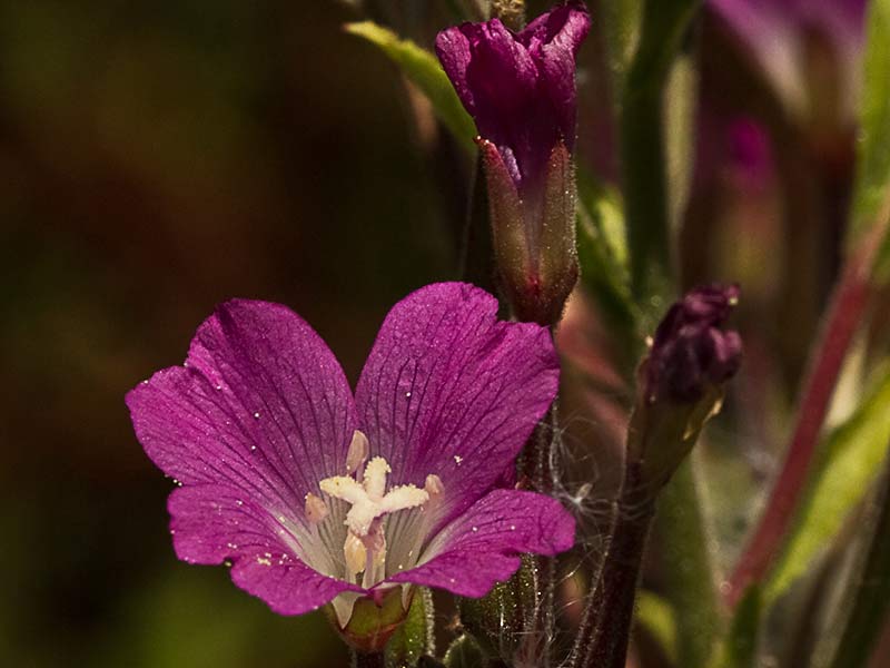 Adelfilla pelosa (Epilobium Hirsutum)