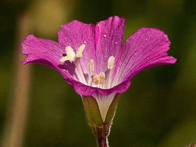 Mata de la Adelfilla pelosa (Epilobium hirsutum)