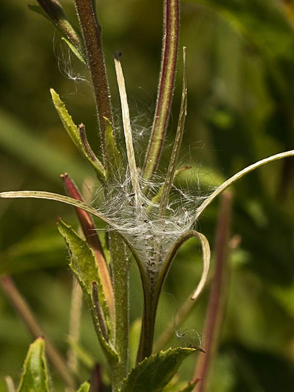 Adelfilla pelosa (Epilobium Hirsutum))