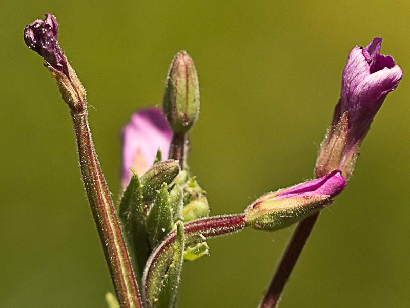 Adelfilla pelosa (Epilobium Hirsutum)