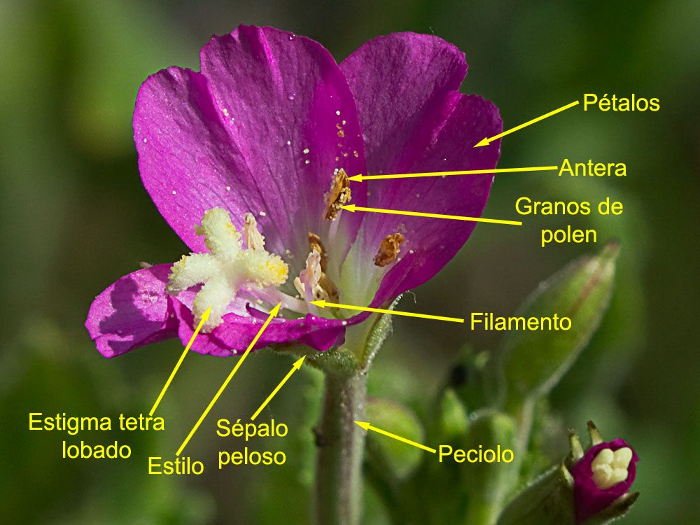 Adelfilla pelosa (Epilobium Hirsutum)