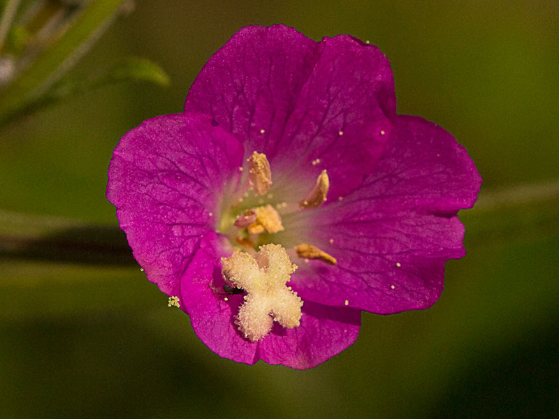 Adelfilla pelosa (Epilobium Hirsutum)
