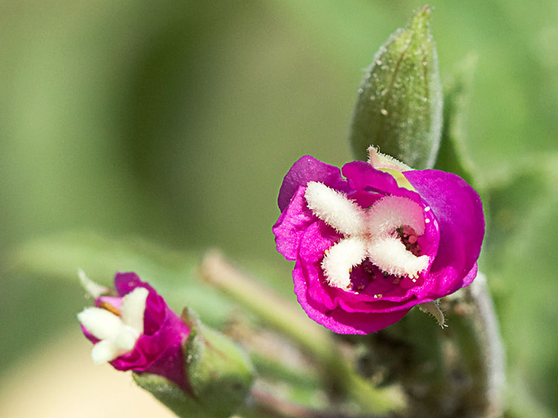 Inflerescencia y estigma de la Adelfilla pelosa (Epilobium Hirsutum)