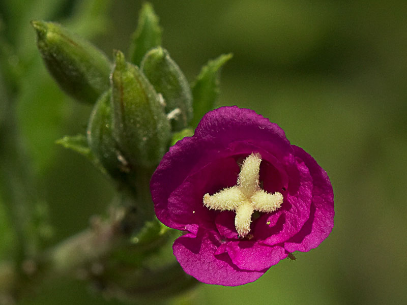 Capullo de Adelfilla pelosa (Epilobium Hirsutum)