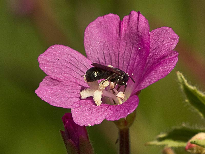 adelfilla pelosa. Epilobium hirsutum