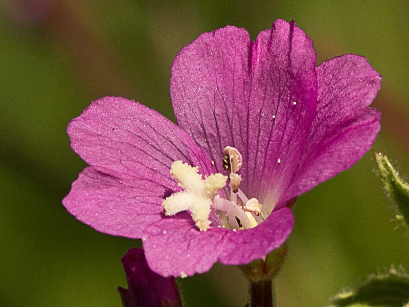 Adelfilla pelosa (Epilobium Hirsutum)