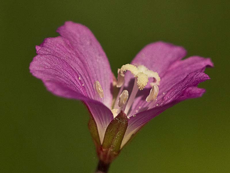Adelfilla pelosa (Epilobium Hirsutum)