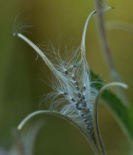 Fruto de la Adelfilla pelosa (Epilobium hirsutum)