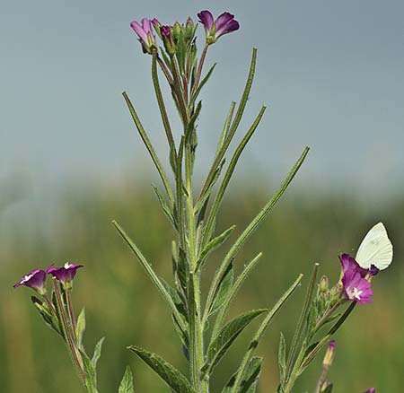 Adelfilla pilosa (Epilobium hirsutum)