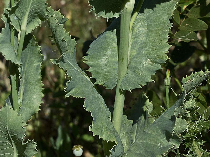 Papaver somniferum var. nigrum