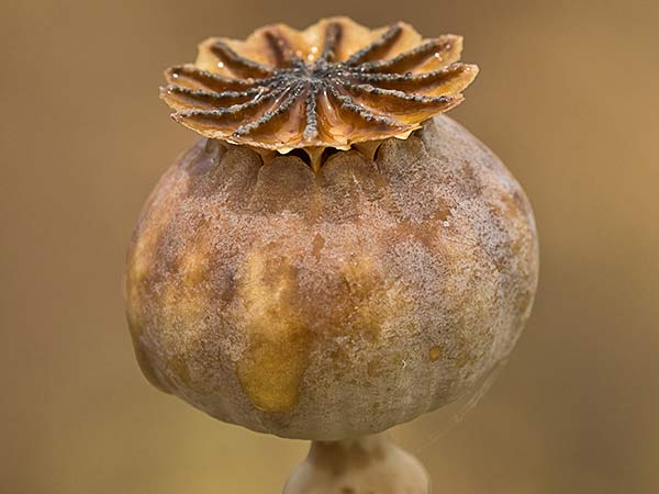 Papaver somniferum var. nigrum