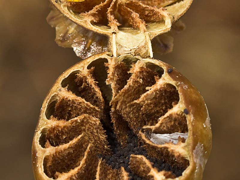 Papaver somniferum var. nigrum