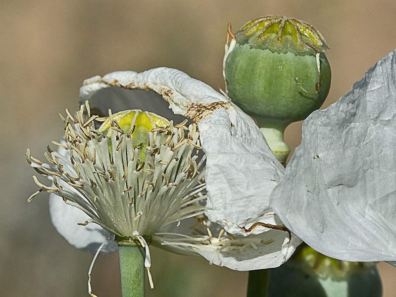 Papaver somniferum var. nigrum