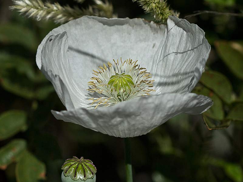 Papaver somniferum var. nigrum
