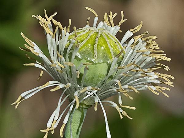 Papaver somniferum var. nigrum