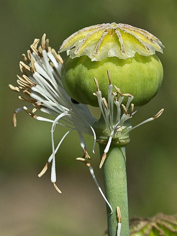 Papaver somniferum var. nigrum