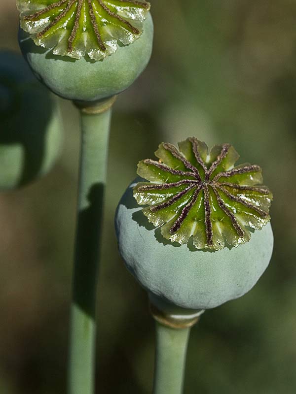Papaver somniferum var. nigrum