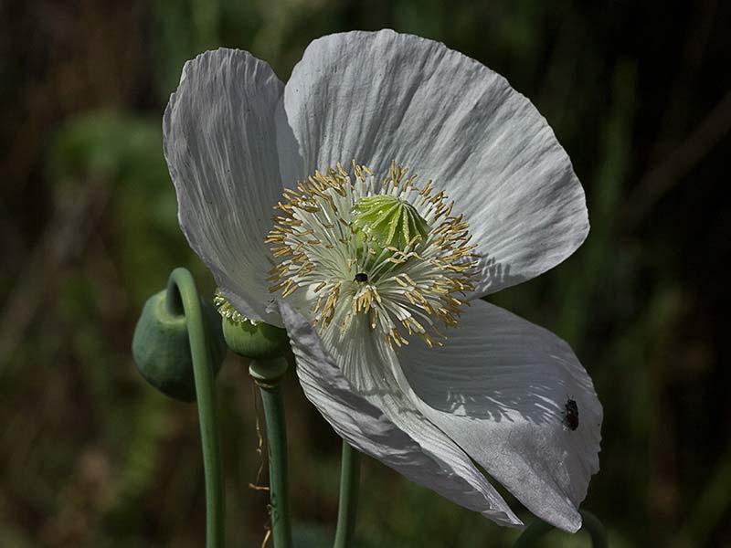 Papaver somniferum var. nigrum
