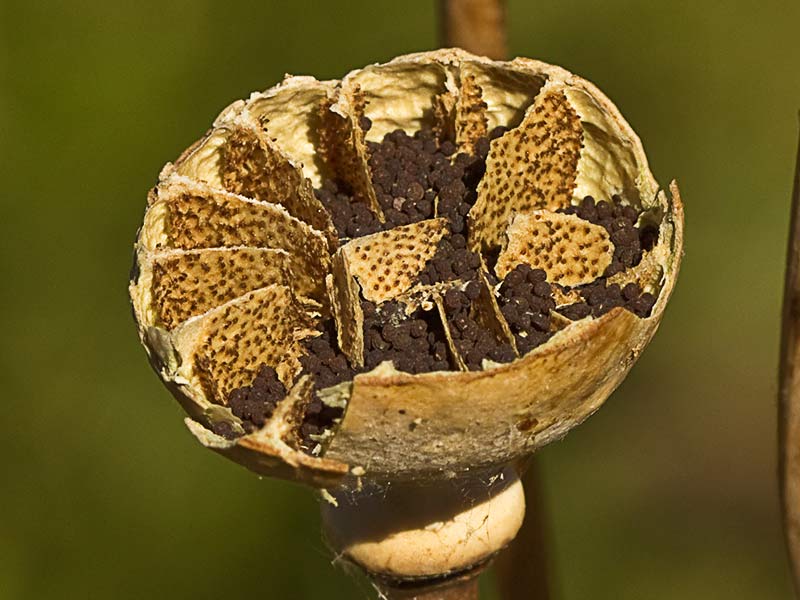 Papaver somniferum var. nigrum