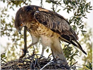Águila culebrera en su nido