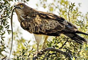 Águila culebrera alimentándose