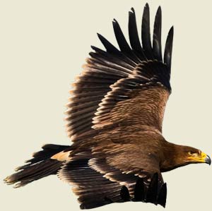 Águila volando