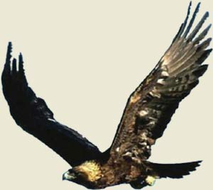 Águila real