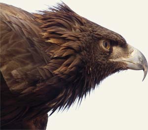 Cabeza  de águila