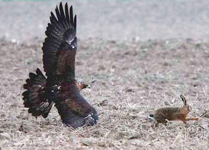 Aguila real en caza