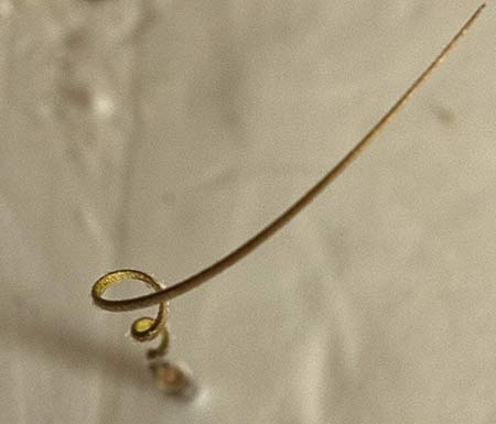 tirabuzon del Erodium cicutarium