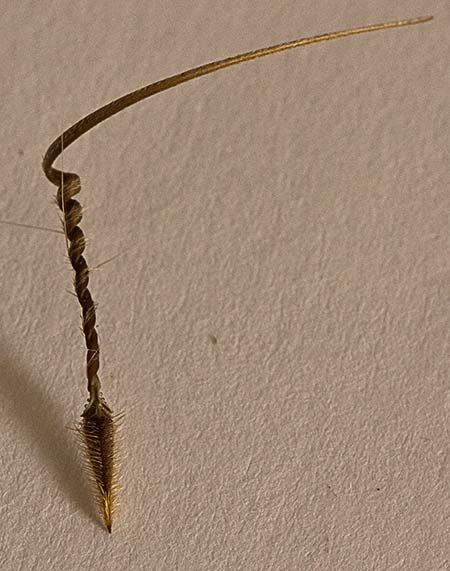 Tirabuzón del Erodium cicutarium