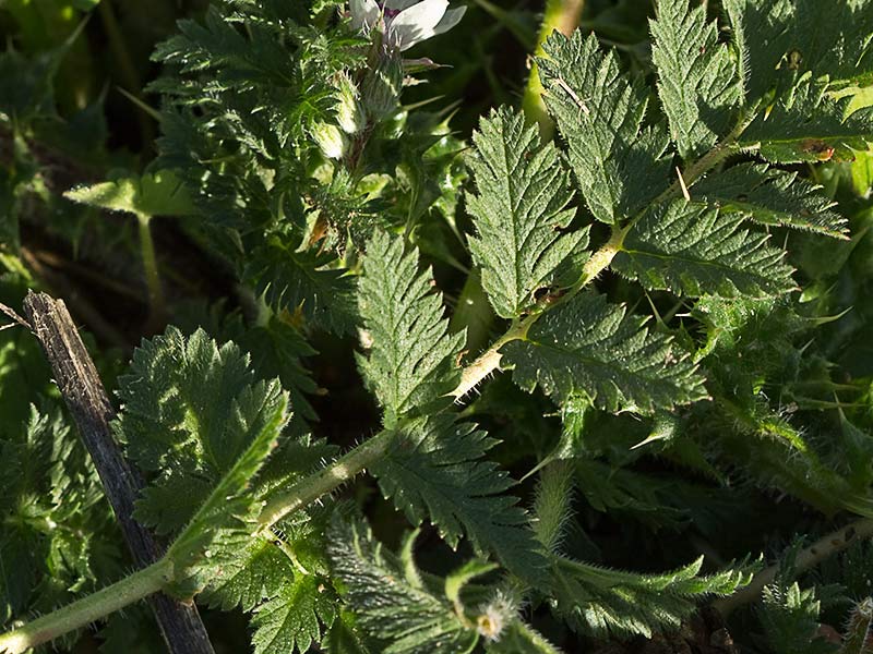 Hojas de los relojitos o aguja de pastor (Erodium cicutarium)