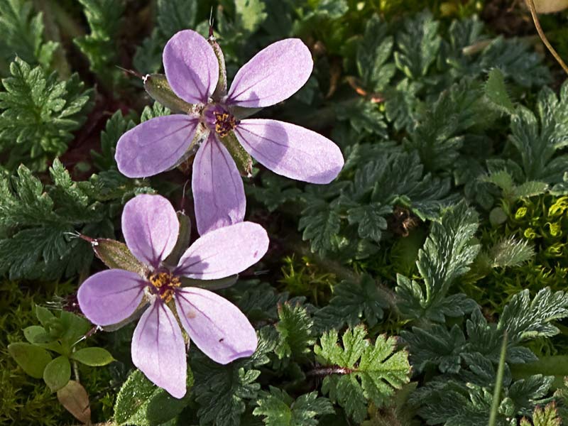 Flores de los relojitos o aguja de pastor (Erodium cicutarium)
