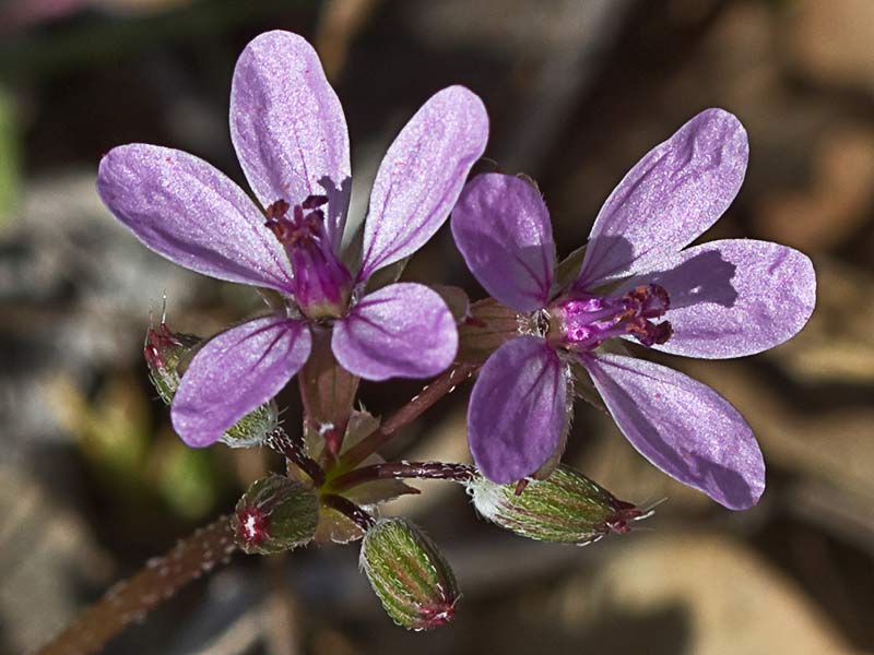 Flores de los relojitos o aguja de pastor (Erodium cicutarium)