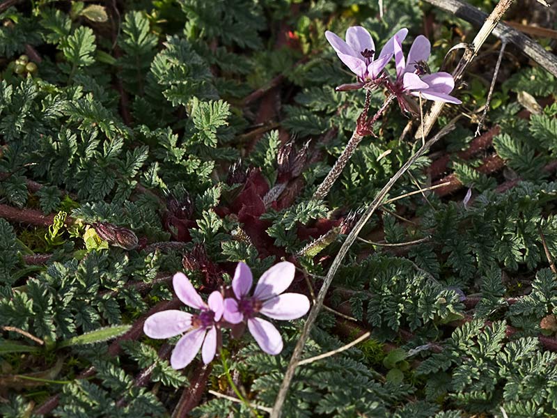 Flores de los relojitos o aguja de pastor (Erodium cicutarium)