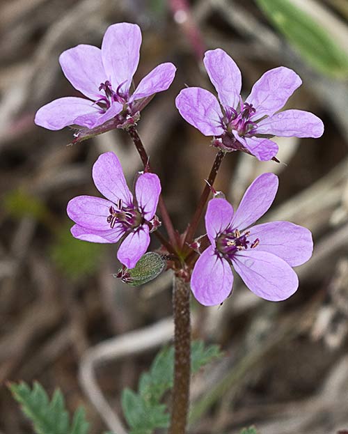 Inflorescencia de los alfileritos (Erodium cicutarium)