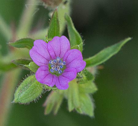 Geranium pusillum