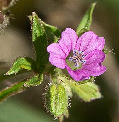 Geranium pusillum