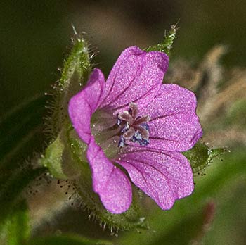 Geranium pusillum