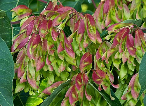 Sámaras del ailanto (Ailanthus altissima)
