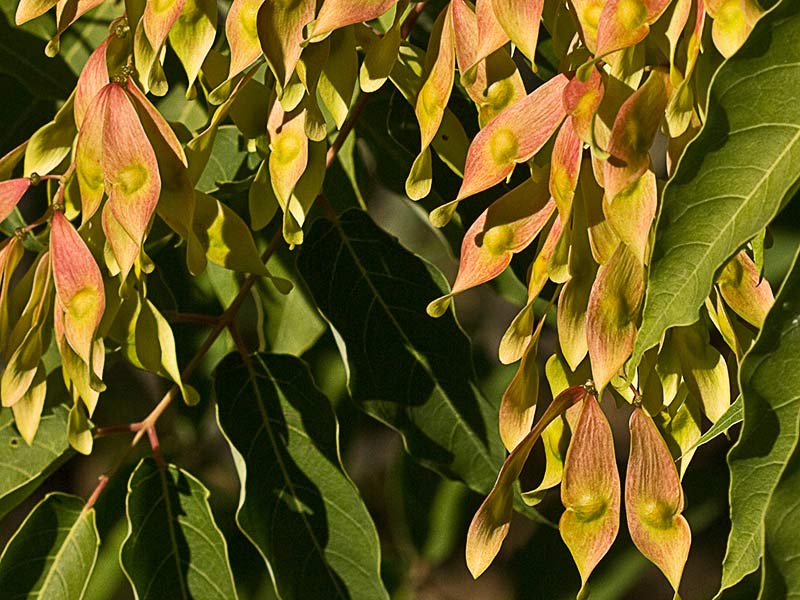 Rama y hojas  del ailanto (Ailanthus altissima)