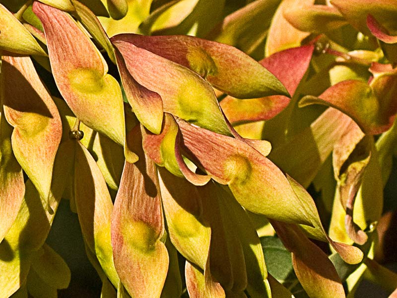 Sámaras del ailanto (Ailanthus altissima)