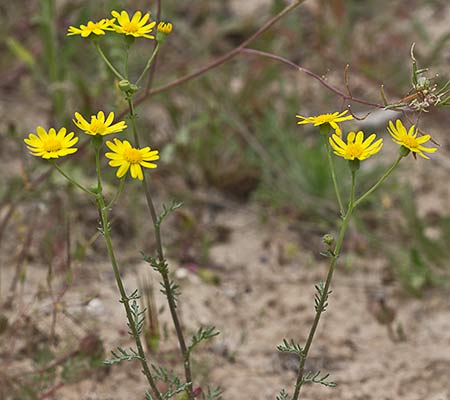 Senecio gallicus. Mata de  ajenjo
