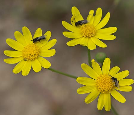 Senecio gallicus. Flores del ajenjo