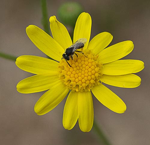 Senecio gallicus. Flor del ajenjo
